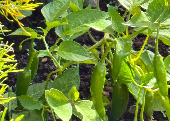 Moradia Abreu בית נופש