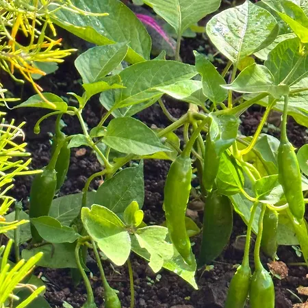 Moradia Abreu Tatil Evi